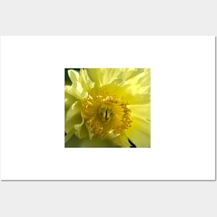 Yellow Sunburst Flower Posters and Art